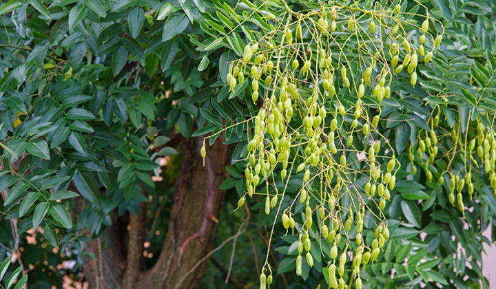 Japanischer Pagodenbaum Venenpräparat mit Oxerutine